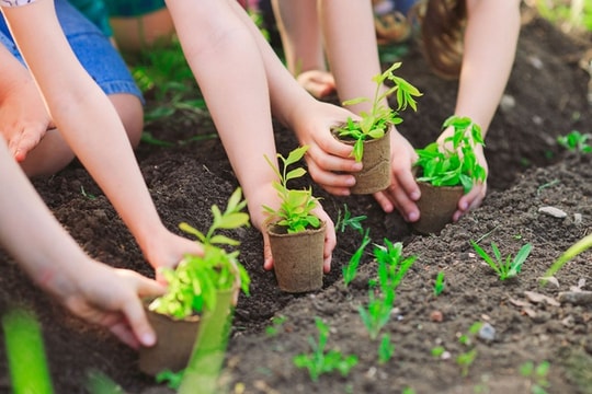 Đề xuất trồng thêm 1 tỷ cây xanh trong 5 năm tới