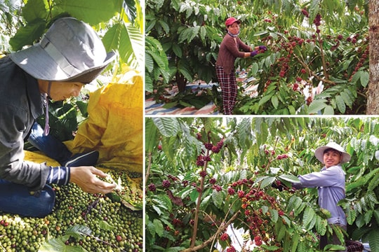 Phận người hái cà phê vùng gió chướng