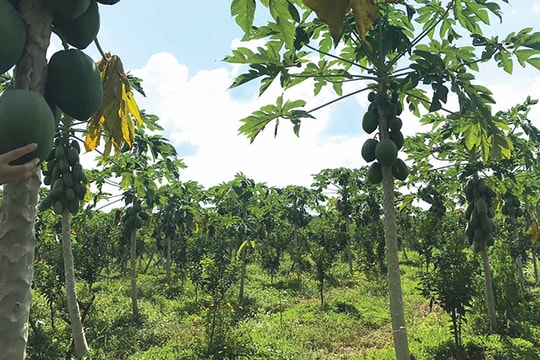 Những startup dám... bỏ phố về quê