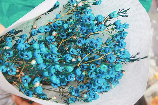 Đào, tầm xuân, thanh liễu…Trung Quốc thế chân thị trường hoa Tết