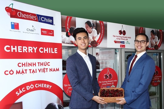 Cherry Chile lần đầu được nhập khẩu vào Việt Nam