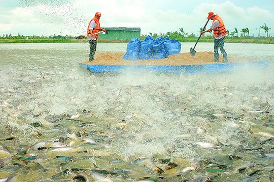 Campuchia nhập khẩu trở lại 4 loại cá da trơn Việt Nam