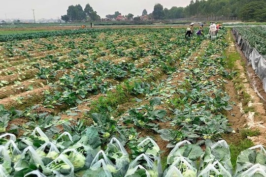 Kêu gọi cộng đồng doanh nghiệp hỗ trợ tiêu thụ nông sản Hải Dương