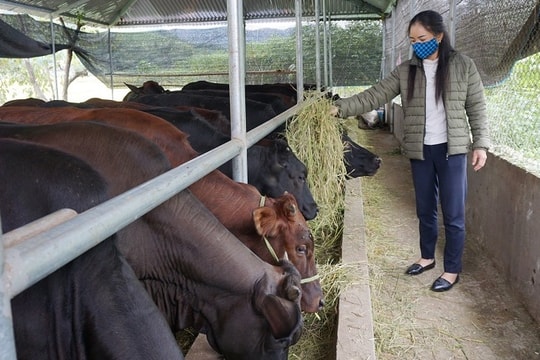 Vi phạm quy định về xử lý chất thải chăn nuôi, bị phạt đến 20 triệu đồng