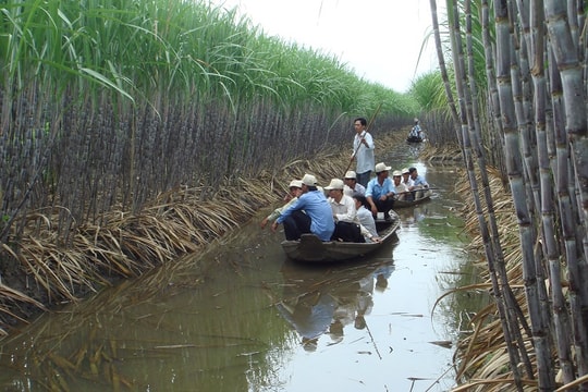 "Ngồi cùng thuyền", người trồng mía vẫn chưa là đối tác đúng nghĩa của nhà máy đường