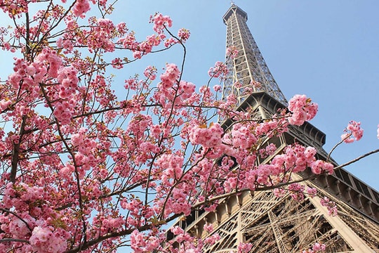 Hoa anh đào gợi ý một cuộc hồi sinh