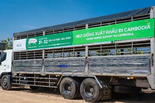 Hơn 2.400 con heo giống chất lượng cao xuất khẩu sang Campuchia