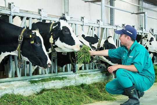 Doanh nghiệp đầu tư cơ sở chăn nuôi được hỗ trợ tới 10 tỷ đồng mỗi dự án