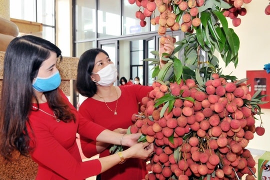Gỡ khó cho vải thiều
