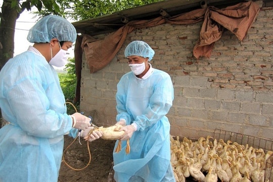 Bộ NN&PTNT ra công điện phòng, chống chủng cúm gia cầm độc lực cao A/H5N8