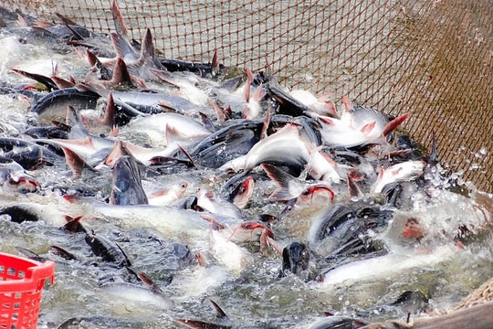 Doanh nghiệp đầu tư nuôi trồng thủy sản được hỗ trợ tối đa 15 tỷ đồng/dự án