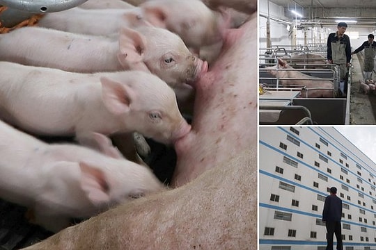 Trung Quốc xây “khách sạn lợn”