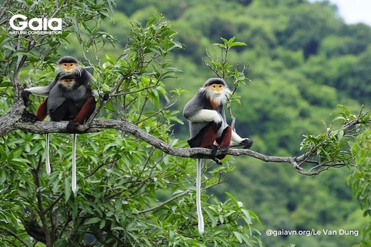 Vai trò của "một sức khỏe" trong đại dịch