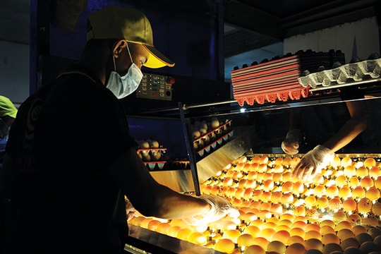 Vấn đề lưu trú của người lao động khi trở lại bình thường mới