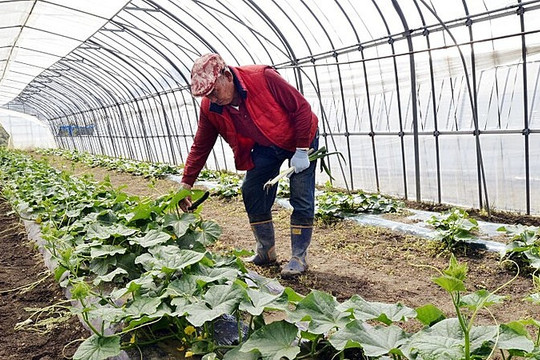 10 năm sau thảm họa, nông dân Fukushima vẫn đối mặt 'bóng ma' ô nhiễm