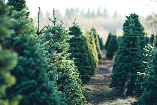 Cây thông Noel có tác dụng chữa lành