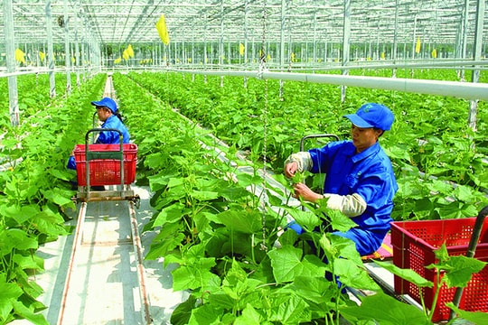 Chuyển đổi từ tư duy sản xuất nông nghiệp sang tư duy kinh tế nông nghiệp