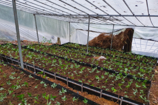 30.000 gốc sâm Ngọc Linh ở Nam Trà My sẽ tăng gấp đôi vào năm 2022