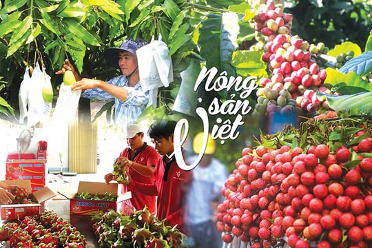 Sàn giao dịch hàng hóa: "Thế đứng" mới cho nông sản Việt