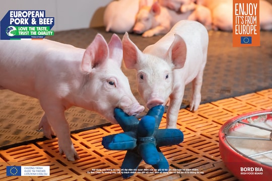 Thịt heo châu Âu từ Ireland: Sự lựa chọn đáng tin cậy