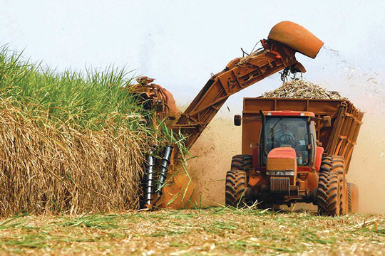 Chuỗi liên kết sản xuất mía đường: Phải xem nông dân là then chốt