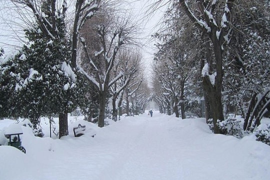 Lạc giữa rừng tuyết phủ