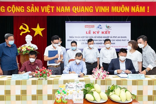 ANDROS Asia hợp tác cùng tỉnh An Giang xây dựng vùng nguyên liệu xoài đạt chuẩn Global Gap
