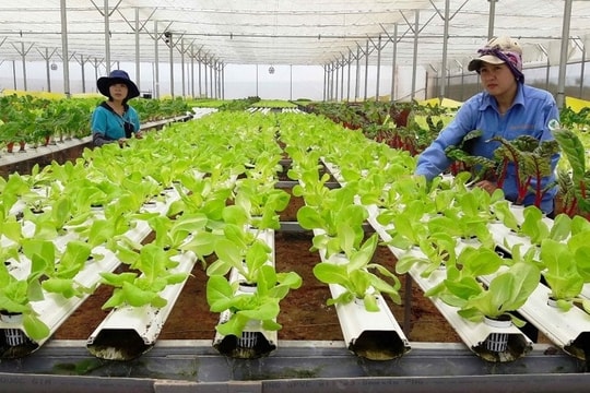 TP.HCM: Đẩy mạnh sản xuất, xuất khẩu sản phẩm nông nghiệp