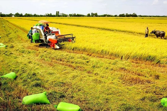 Tiếp tục miễn, giảm thuế sử dụng đất nông nghiệp đến hết năm 2025