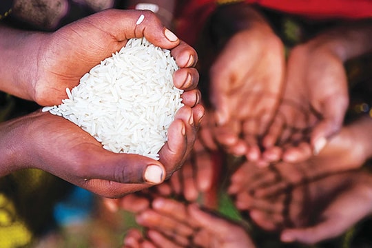 Nguy cơ khủng hoảng lương thực lan rộng