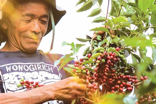 Xuất khẩu cà phê: "Thất thường" trong thời "bình thường mới"