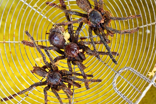 Nhện lông khổng lồ thu hút du khách