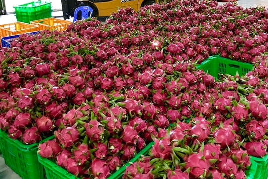 Giải "bài toán" tăng thị phần rau quả Việt ở thị trường châu Âu