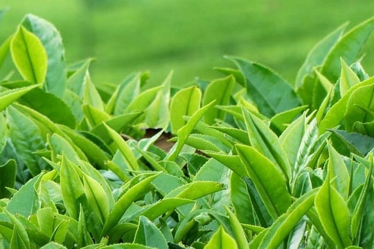 7 mẹo giúp loại bỏ tình trạng thâm nách một cách tự nhiên