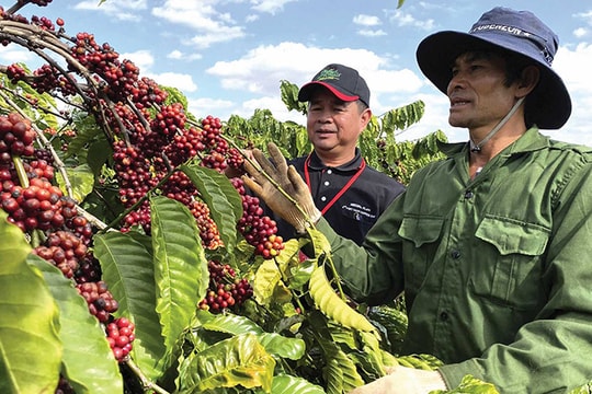 Xuất khẩu nông sản sang Algeria: Doanh nghiệp Việt nên tiếp xúc trực tiếp với thị trường, đối tác