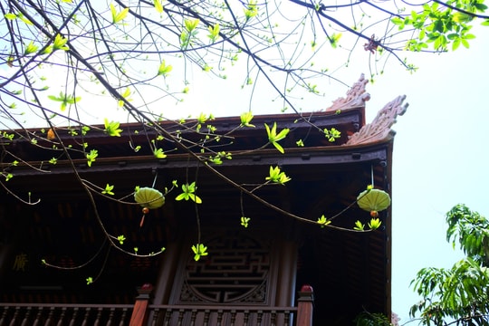 Vãn cảnh chùa Già Lam