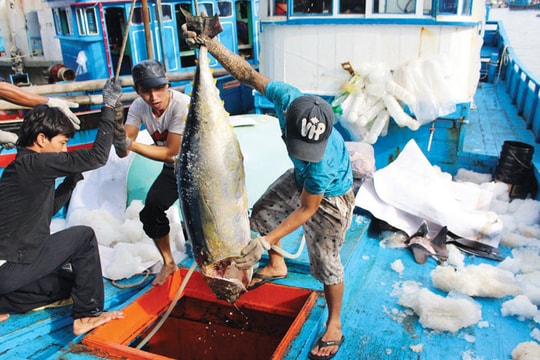 Tháo gỡ “thẻ vàng” cho thủy sản: Có nên hình sự hóa những hành vi IUU?