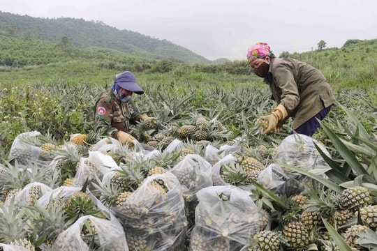 Cơ hội xuất khẩu đồ đông lạnh sang Bỉ cho các doanh nghiệp Việt