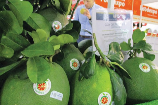 Xuất khẩu bưởi da xanh sang Mỹ