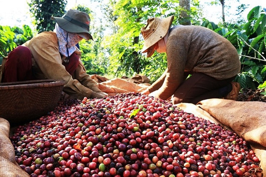 Cơ hội xuất khẩu cà phê sang Tây Ban Nha