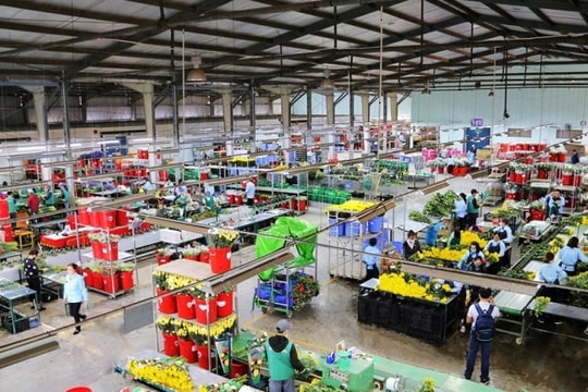 Xuất khẩu sang Nhật Bản: Thiếu hàng hóa đáp ứng tiêu chuẩn của người Nhật