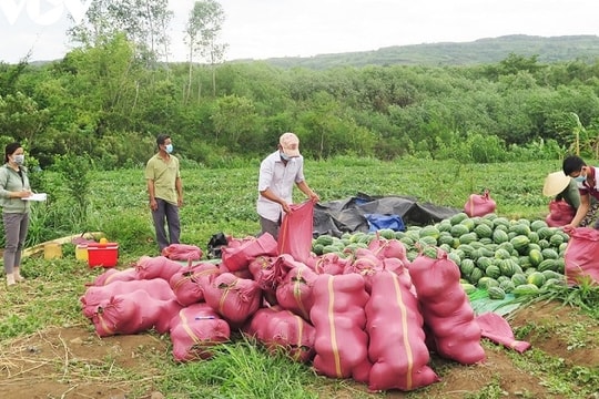 Ngân hàng Nhà nước: Ưu tiên dành vốn cho nông sản
