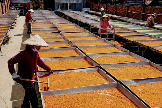 Nghề làm muối ớt Tây Ninh được công nhận là di sản quốc gia Nghề làm muối ớt Tây Ninh được công nhận là di sản quốc gia