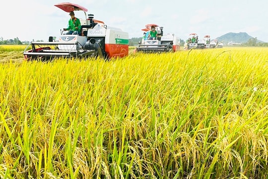 Tìm hướng đi cho xuất khẩu gạo năm 2023 Tìm hướng đi cho xuất khẩu gạo năm 2023