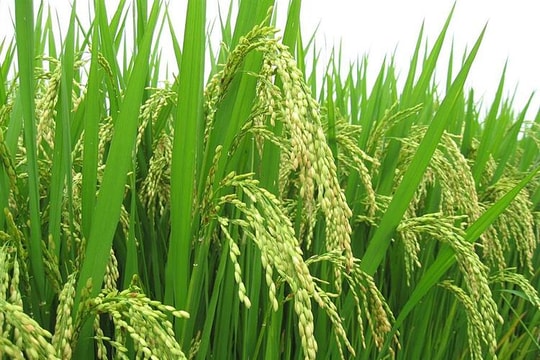 Doanh nghiệp ngành xuất khẩu gạo cũng đang “khát vốn” Doanh nghiệp ngành xuất khẩu gạo cũng đang “khát vốn”