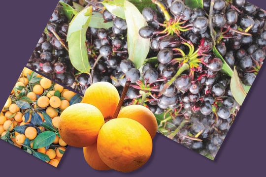 Một thuở trái rừng