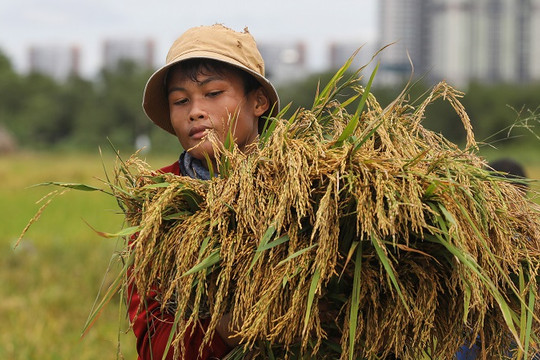Phê duyệt chiến lược phát triển thị trường xuất khẩu gạo Việt Nam