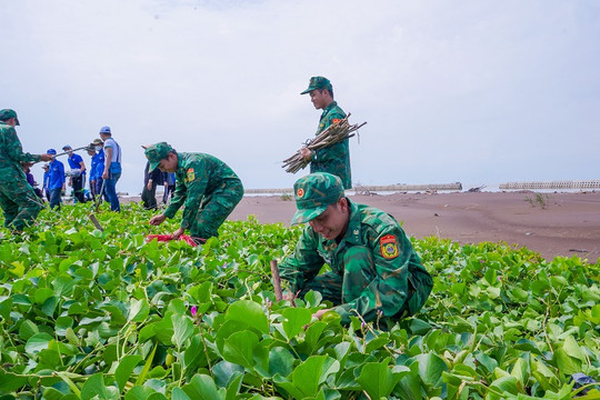 13.000 cây phi lao được trồng mới tại rừng phòng hộ ven biển Tiền Giang