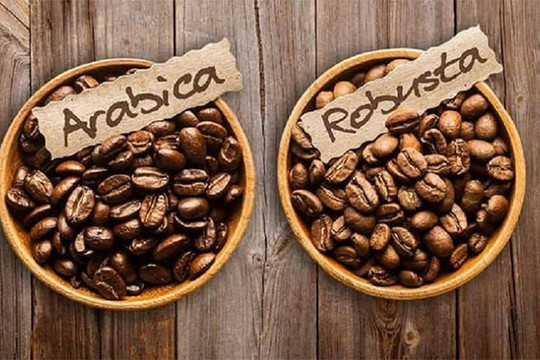 El Nino sẽ khiến giá cà phê robusta tại thị trường châu Á tăng