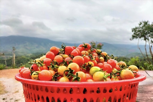 VovaGroup: Cung cấp nông sản sạch cho người tiêu dùng VovaGroup: Cung cấp nông sản sạch cho người tiêu dùng